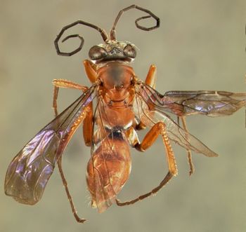 Media type: image;   Entomology 23016 Aspect: habitus dorsal view